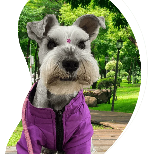 Encuentra el seguro de mascotas ideal para cuidar a quien siempre está contigo​