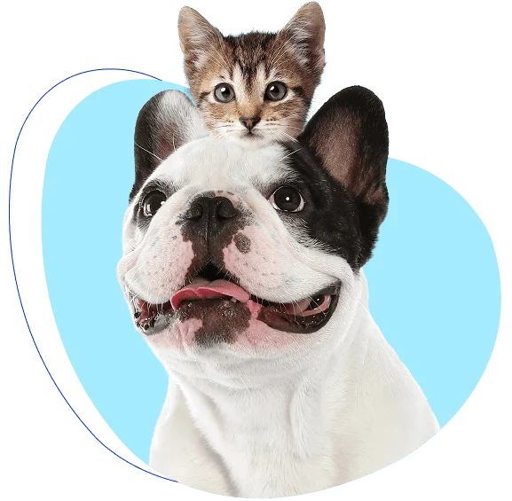Un seguro de salud para mascotas que cuida su bienestar y tu tranquilidad